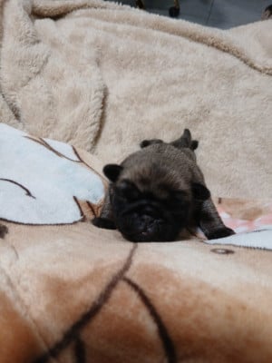 Les chiots de Carlin