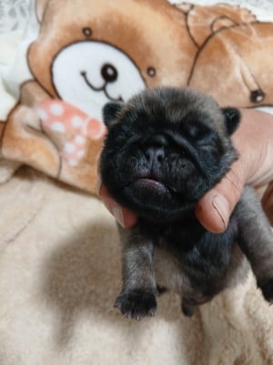 Les chiots de Carlin