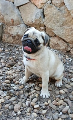Les chiots de Carlin