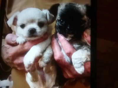 Les chiots de Chihuahua