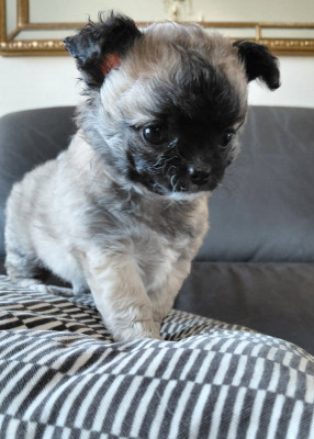 Les chiots de Chihuahua