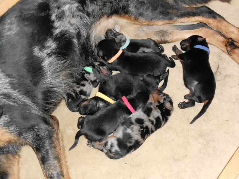 Des Inseparables Compagnons - Berger de Beauce - Portée née le 17/07/2014