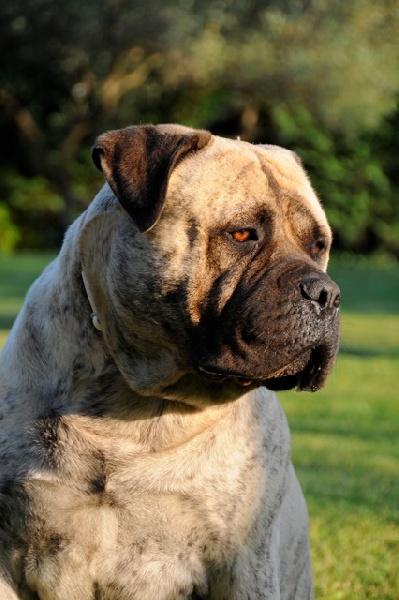 Publication : Des Bacs De L'aube Auteur : r.b