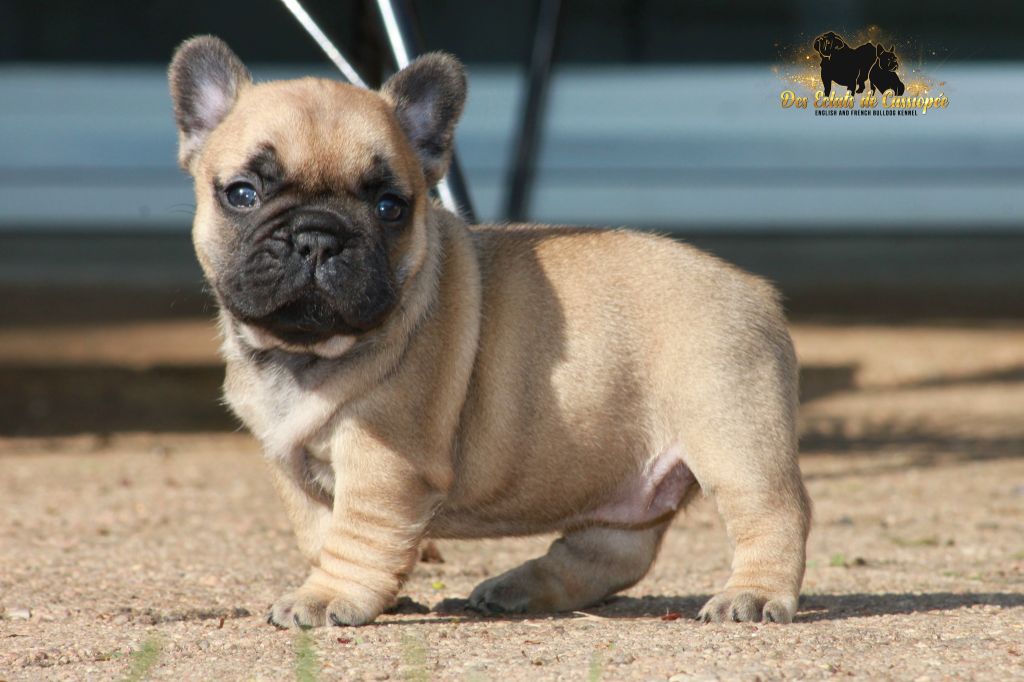 Red hot chili peppers Des éclats De Cassiopée