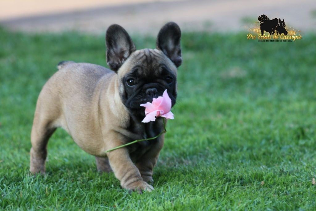 Publication : Des éclats De Cassiopée Auteur : DES ECLATS DE CASSIOPEE