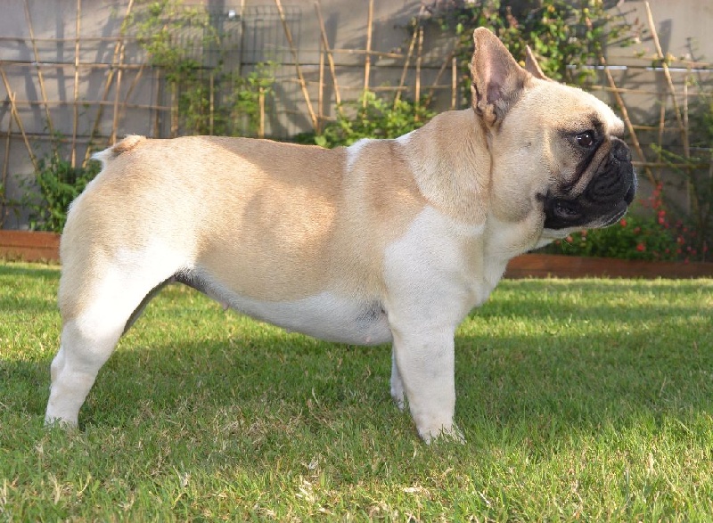 Publication : Des éclats De Cassiopée Auteur : Des Eclats de Cassiopée