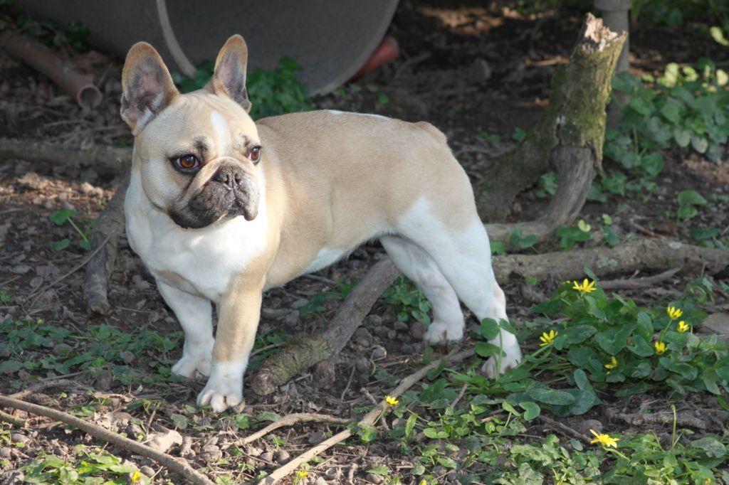 Publication : Des éclats De Cassiopée Auteur : Des Eclats de Cassiopée