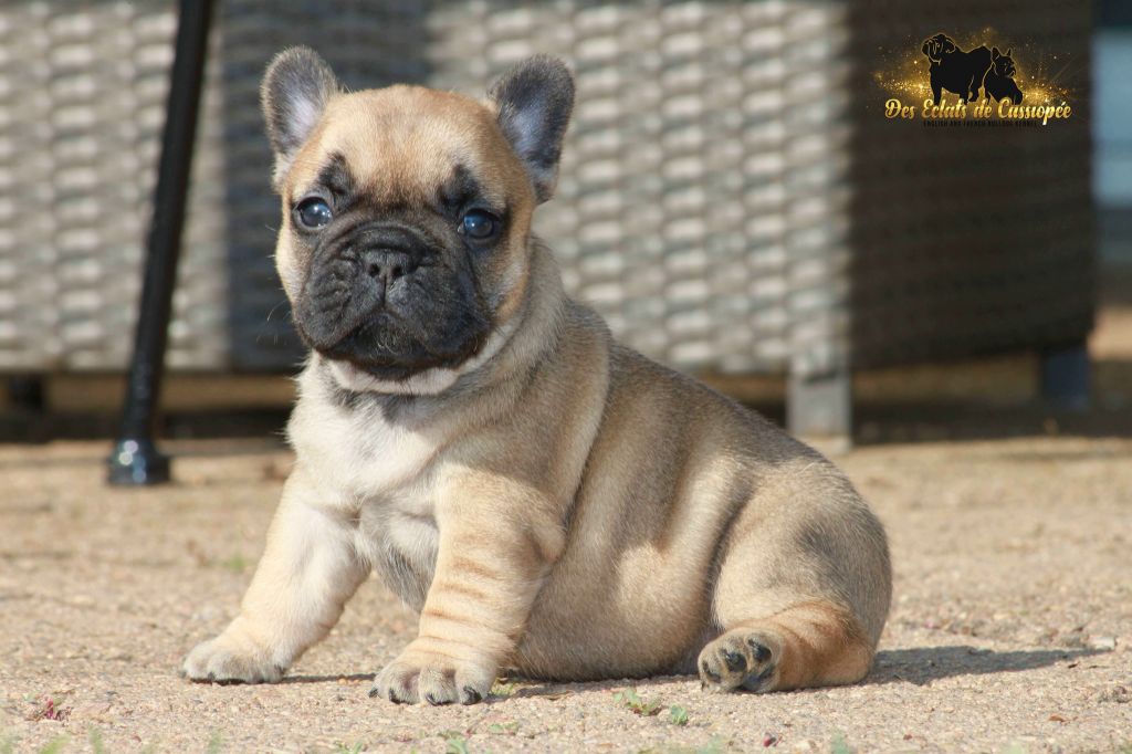 Red hot chili peppers Des éclats De Cassiopée