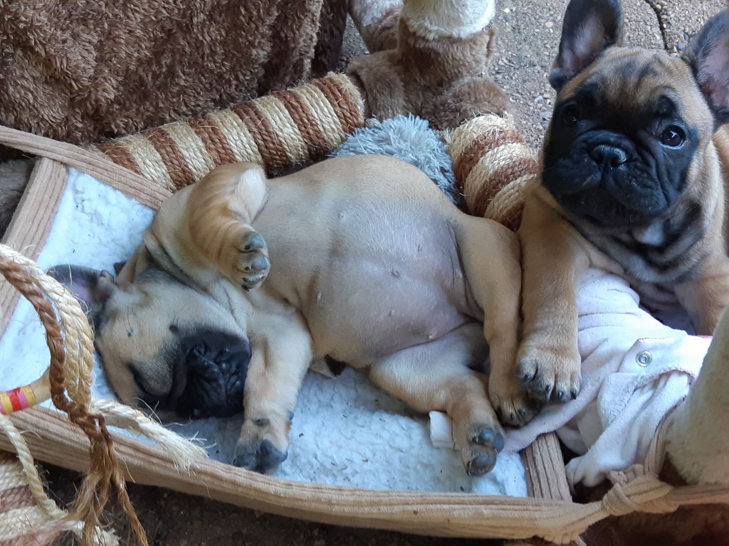 Red hot chili peppers Des éclats De Cassiopée