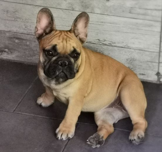 Red hot chili peppers Des éclats De Cassiopée