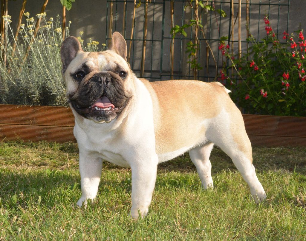 Publication : Des éclats De Cassiopée Auteur : Des Eclats de Cassiopée