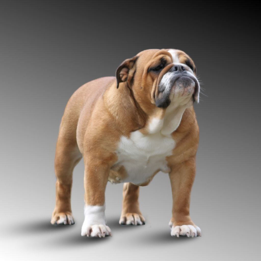 Publication : Des éclats De Cassiopée Auteur : DES ECLATS DE CASSIOPEE