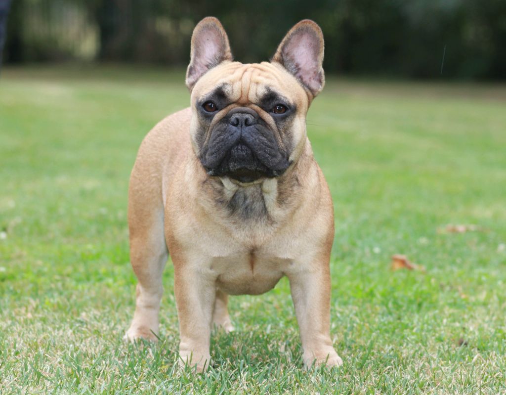 Red hot chili peppers Des éclats De Cassiopée