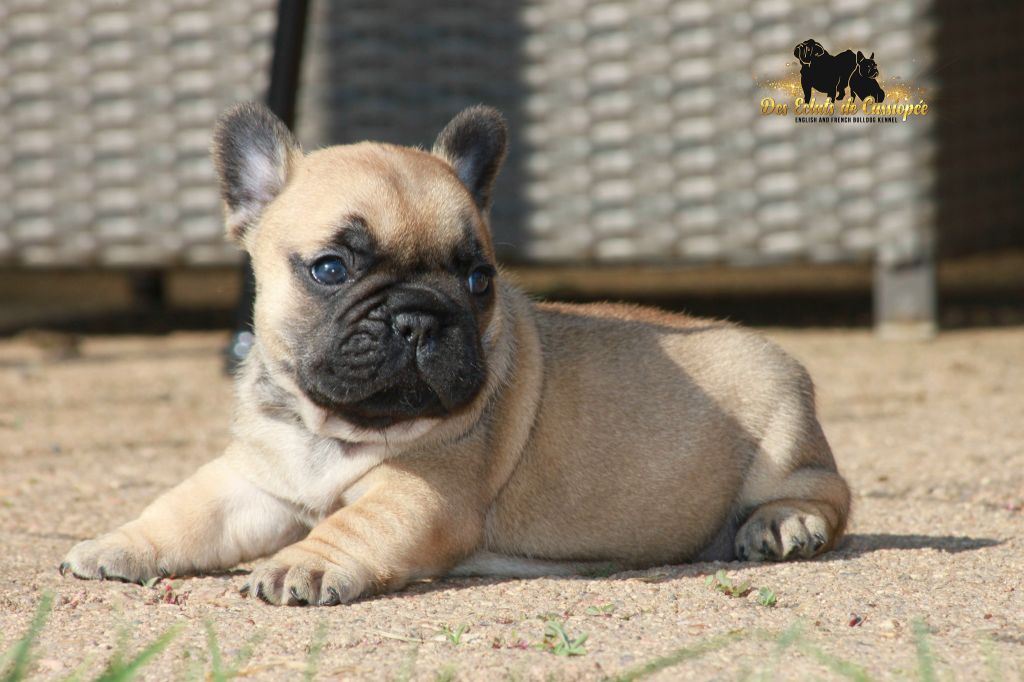 Red hot chili peppers Des éclats De Cassiopée