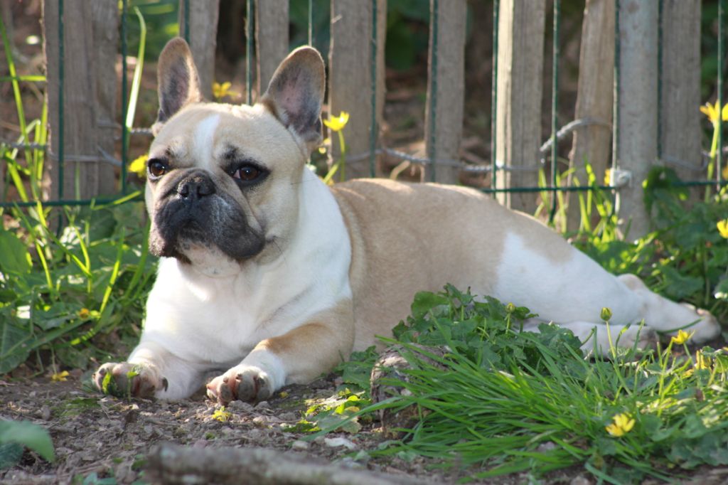 Publication : Des éclats De Cassiopée Auteur : Des Eclats de Cassiopée