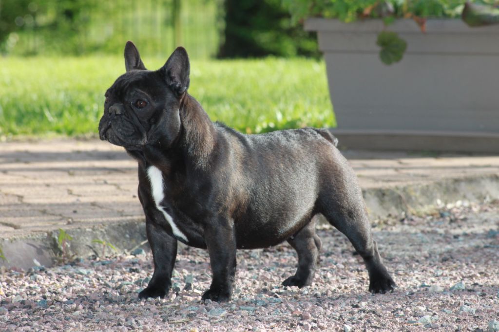 Publication : Des éclats De Cassiopée Auteur : Des Eclats de Cassiopée