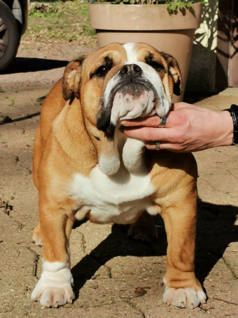 Publication : Des éclats De Cassiopée Auteur : DES ECLATS DE CASSIOPEE