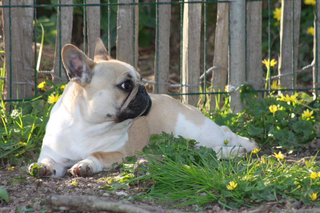 Publication : Des éclats De Cassiopée Auteur : Des Eclats de Cassiopée