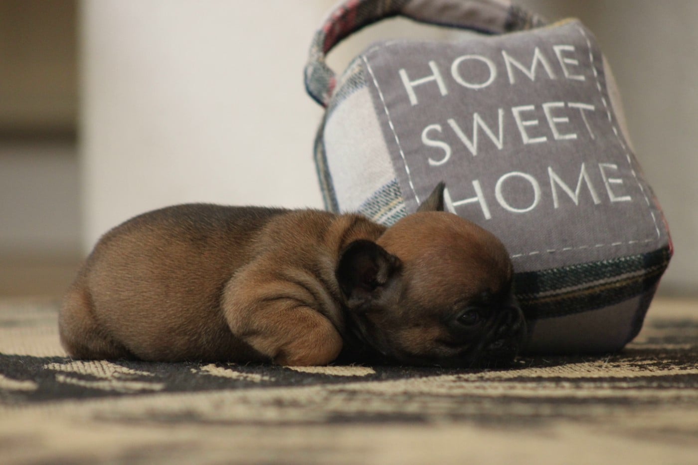 CHIOT 5 - Bouledogue français