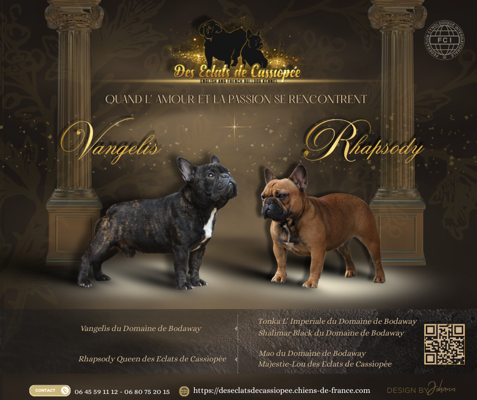 Bouledogue français - Des éclats De Cassiopée