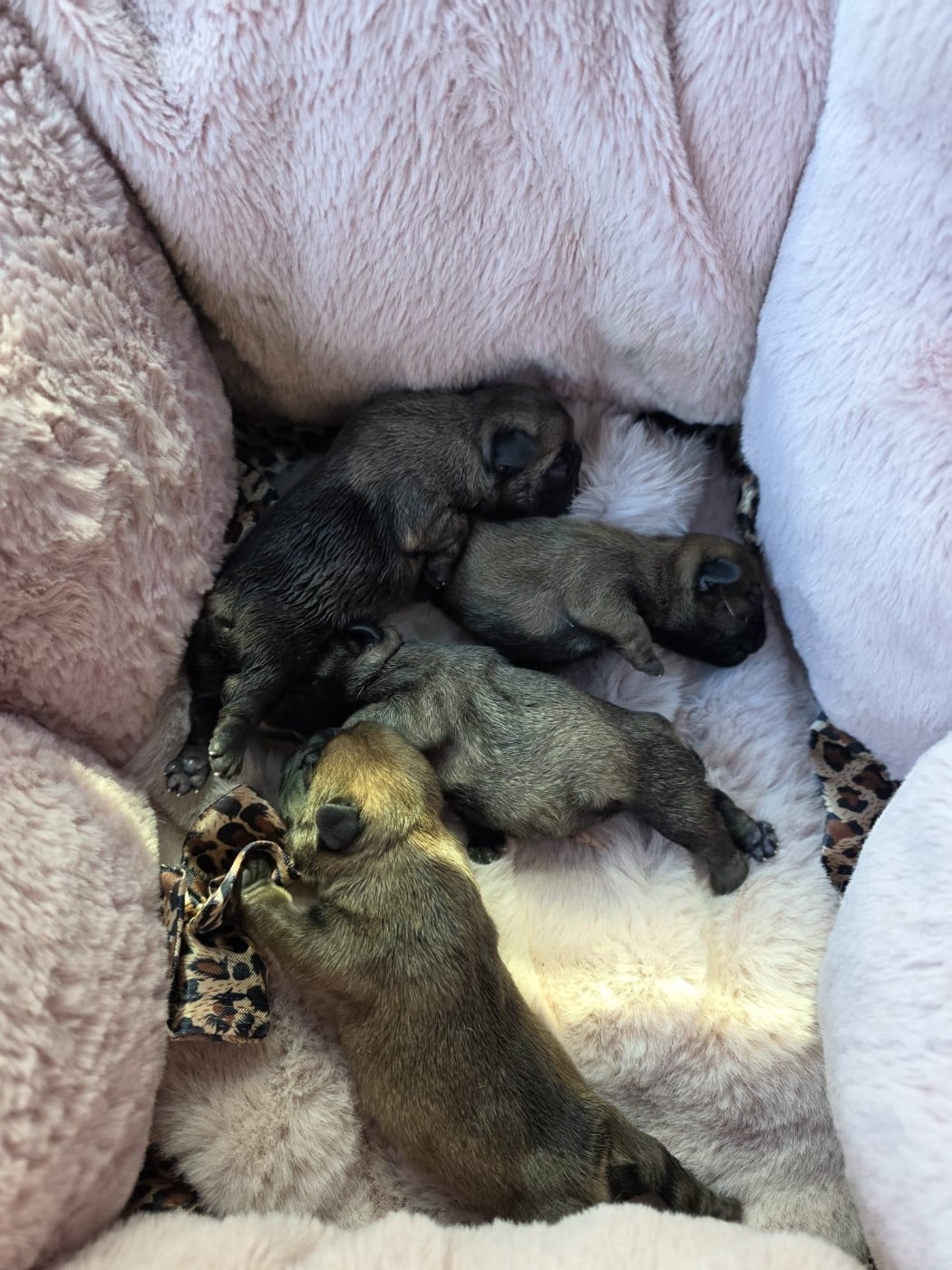 Bouledogue français - Des éclats De Cassiopée