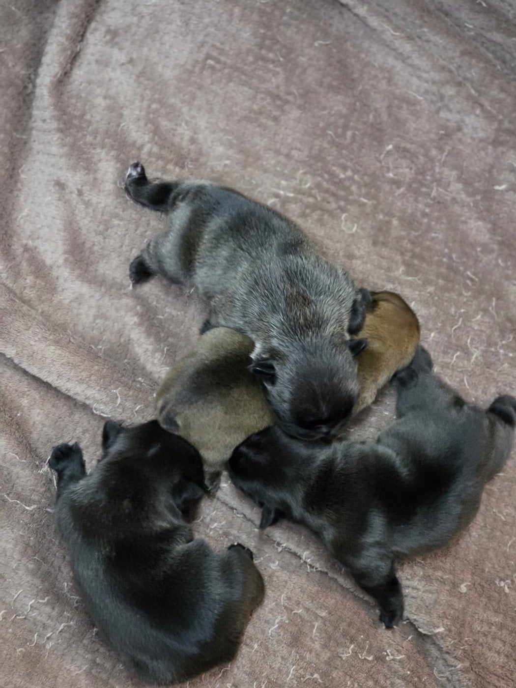 Bouledogue français - Des éclats De Cassiopée