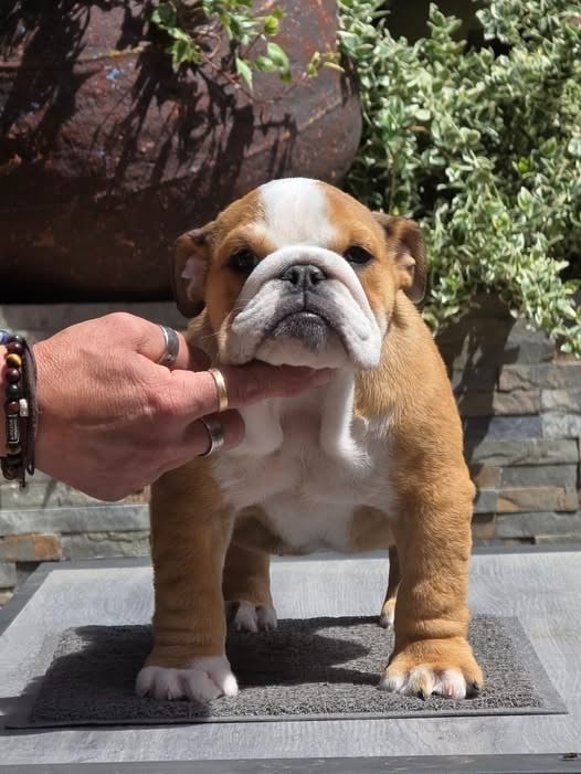 BEATRIX KIDDO - Bulldog Anglais