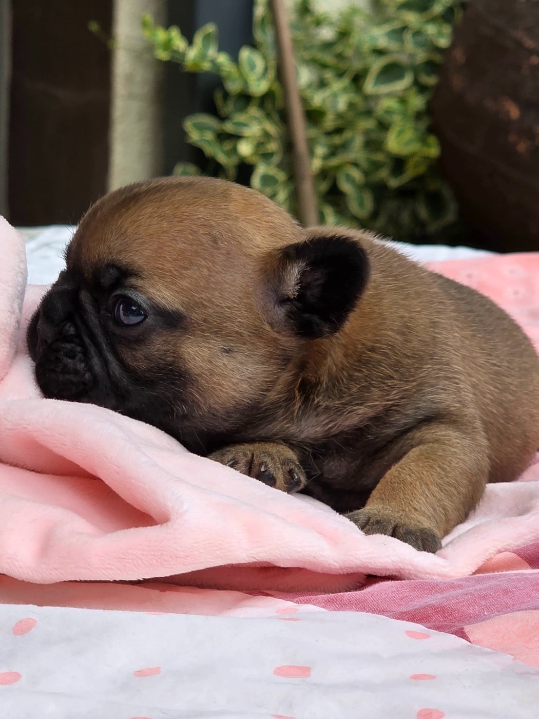 Bouledogue français - Des éclats De Cassiopée