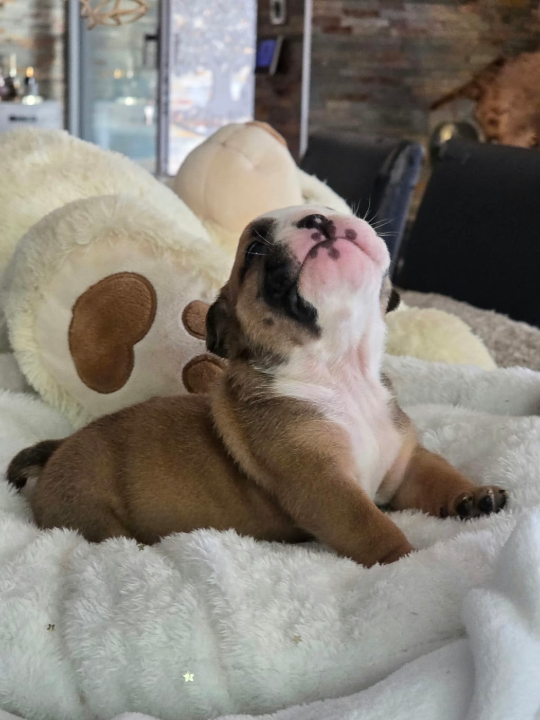 Bulldog Anglais - Des éclats De Cassiopée