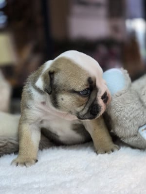 Les chiots de Bulldog Anglais