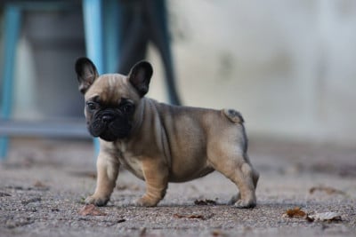 Les chiots de Bouledogue français