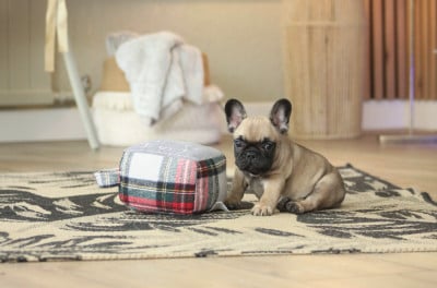 Les chiots de Bouledogue français