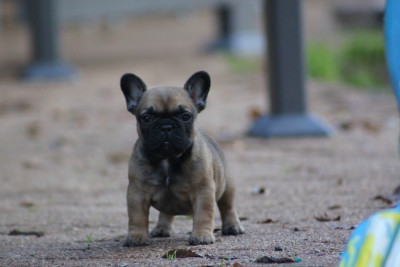 Les chiots de Bouledogue français