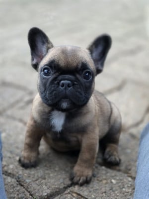 Les chiots de Bouledogue français