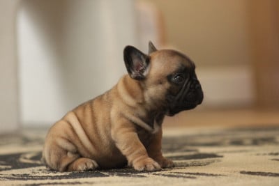 CHIOT 4 - Bouledogue français