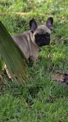 Les chiots de Bouledogue français