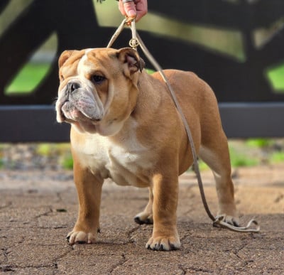 Les chiots de Bulldog Anglais