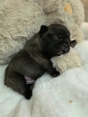 Les chiots de Bouledogue français