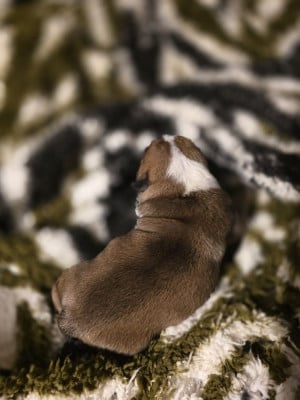 Les chiots de Bulldog Anglais