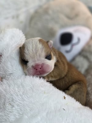 Les chiots de Bulldog Anglais