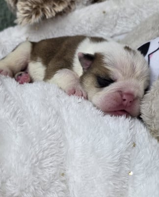 Les chiots de Bulldog Anglais