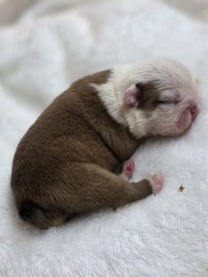 Les chiots de Bulldog Anglais