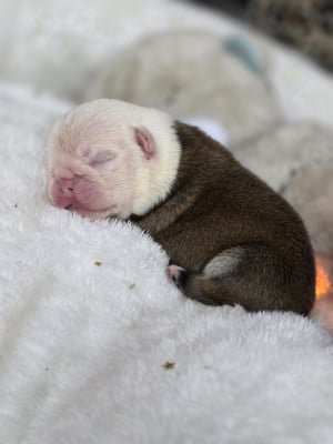 Les chiots de Bulldog Anglais