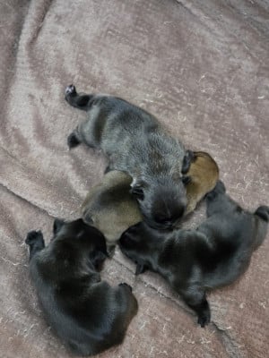 Les chiots de Bouledogue français