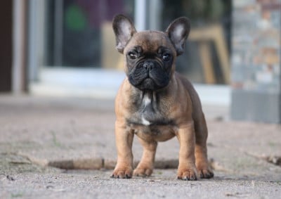 Les chiots de Bouledogue français