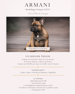 Les chiots de Bouledogue français
