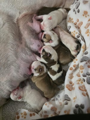 Chiot N°5 - Bulldog Anglais