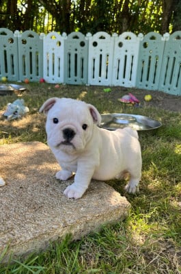 Les chiots de Bulldog Anglais