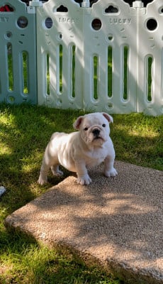 Les chiots de Bulldog Anglais