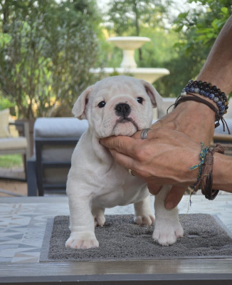 Les chiots de Bulldog Anglais